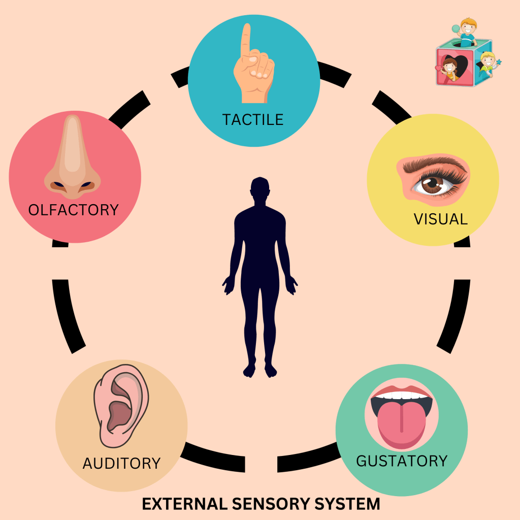 Illustration showing the 5 external sensory systems