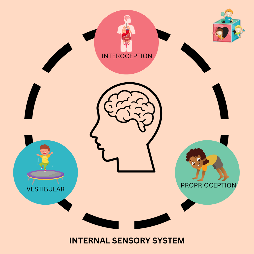 Illustration showing the 5 interna sensory systems